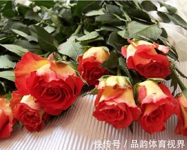 新手养花,不如养盆花中精品“龙沙宝石”,花开艳丽,高贵迷人