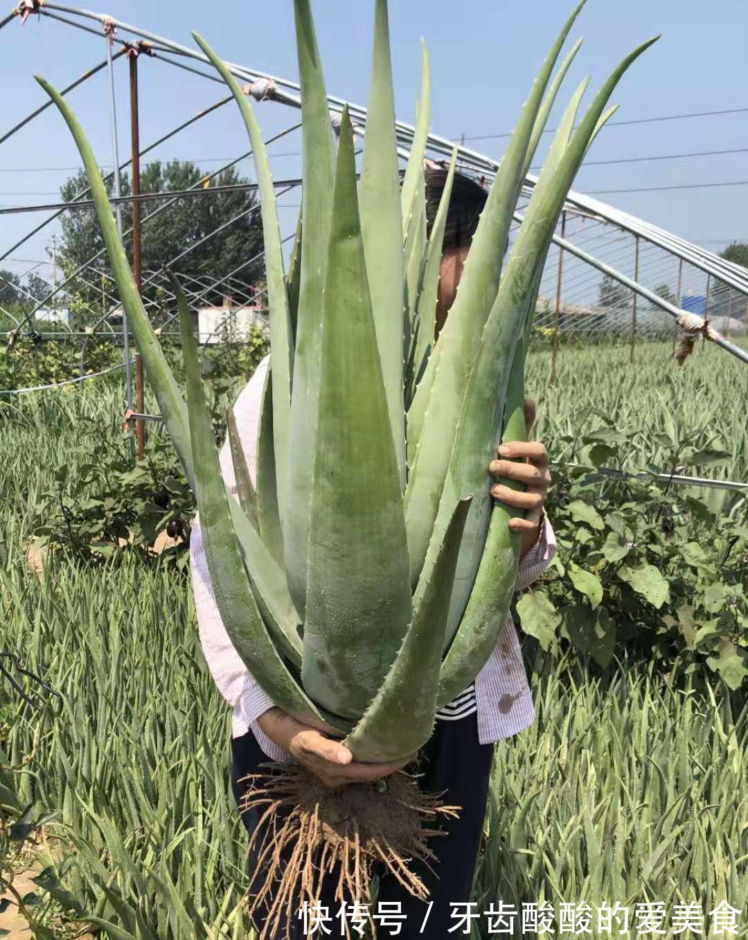 芦荟|6种“女人花”能吃又好闻，采花泡茶养容颜，女人养花，花养美女