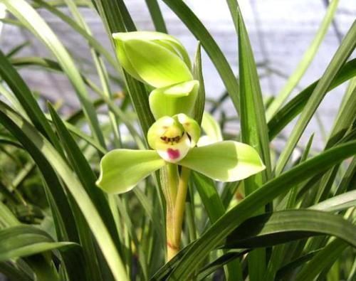 养花|除了花盆之外，这些东西也是绝佳的养花神器，你用过吗？