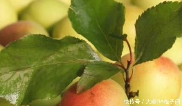 女性|想要年輕先排毒,女性常吃3物,排毒清腸,延緩衰老,誰吃誰好