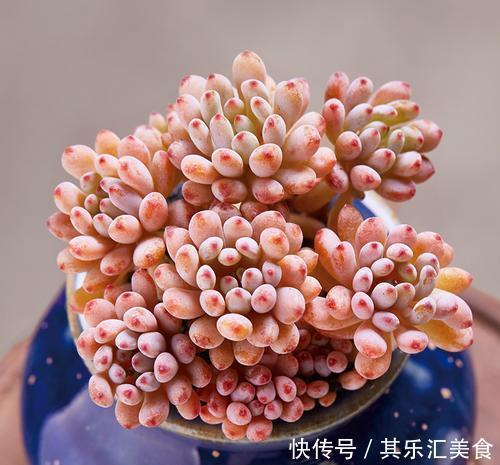 多肉植物|3种多肉植物,叶片有香味,遇水易疯长,养成小老桩!