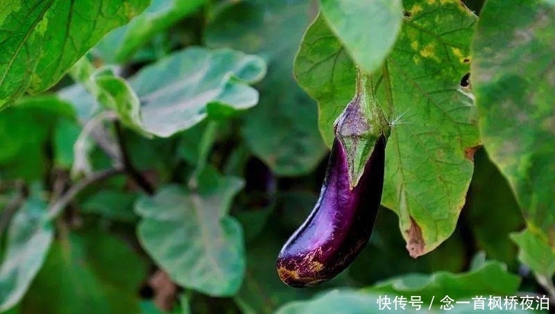 想有个菜园,余生低头种菜,抬头看花...