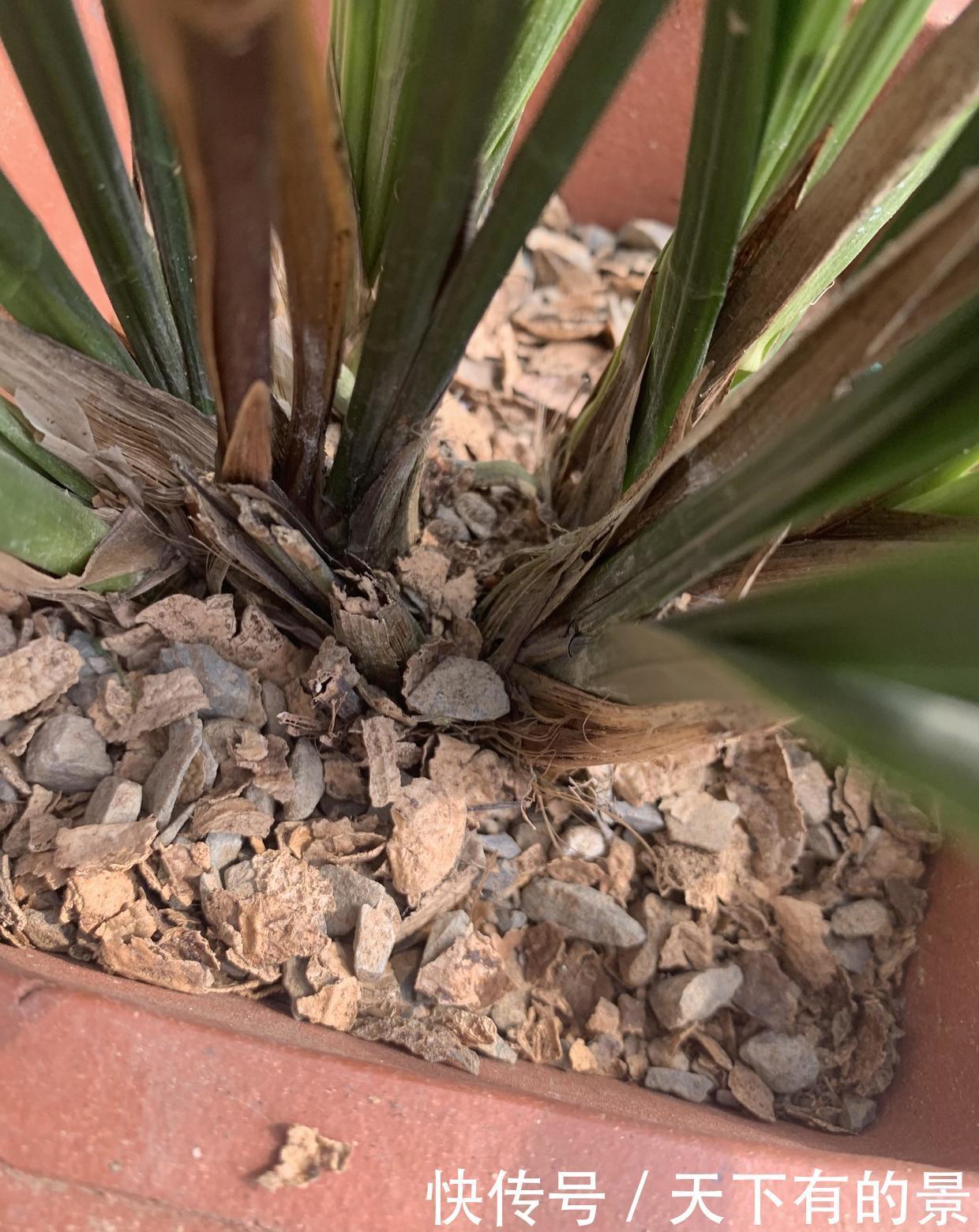 种兰花，2种植料搭配方式，养兰花不烂根长得旺，开花也很香