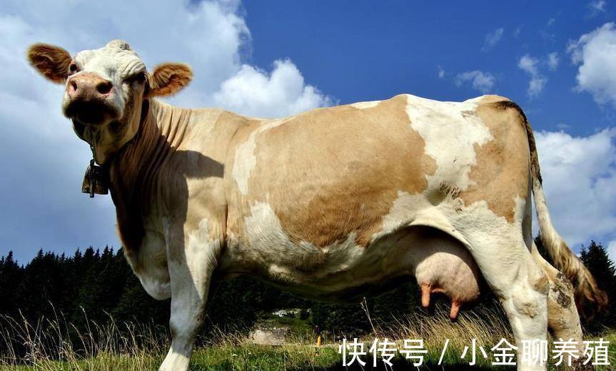 营养不良|母牛早产是什么原因造成的?母牛为什么会早产?真实原因在这里