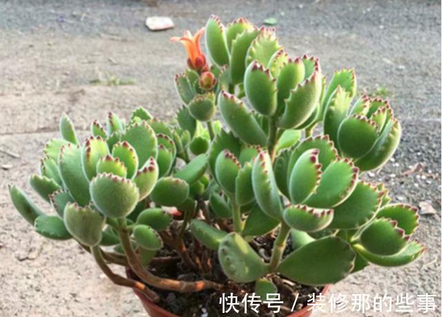 浇水|夏季养护熊童子，植株不烂根不掉叶