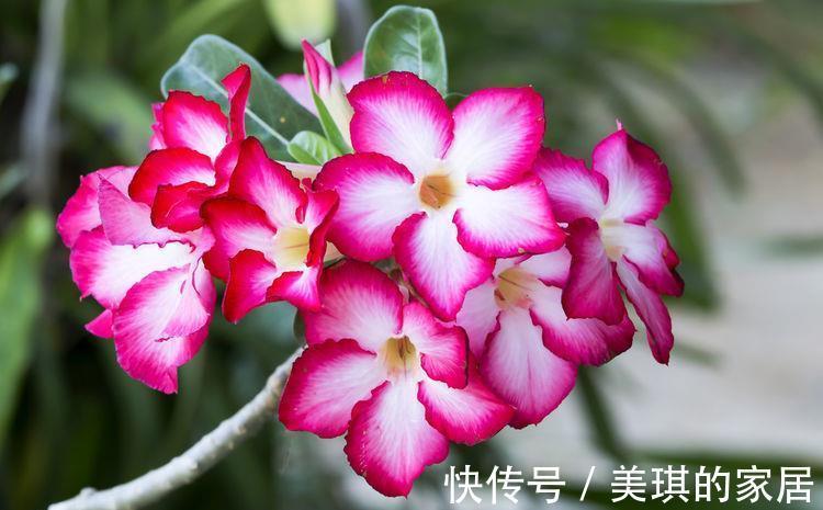 酸性土|农历7月25号起，最适合养这些花，绚丽多彩，烂漫迷人眼