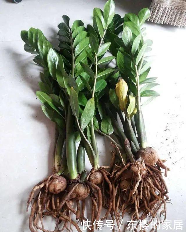 叶子|养金钱树做好两件事,一年“撑破盆”,新芽比老叶还多