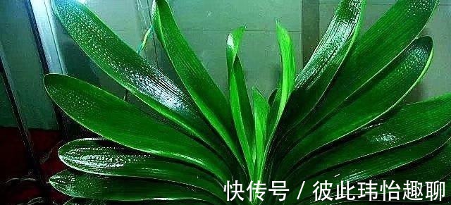 植料|君子兰小苗，做好几点，长得快早日开花