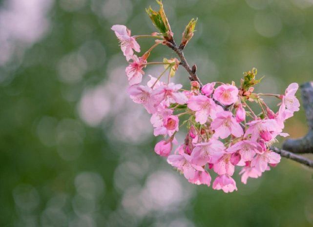 好时光、畅我心怀。见桃花敛，梅花落，杏花开