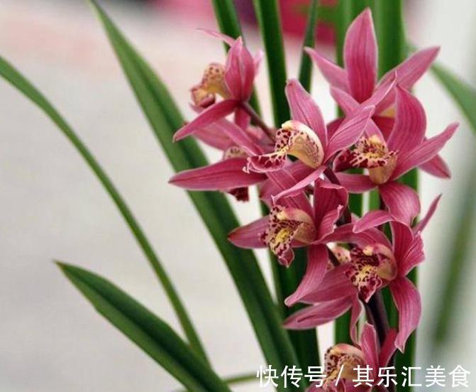 新手养兰花,教你一招叶子自然矮化,长势旺盛花苞更多