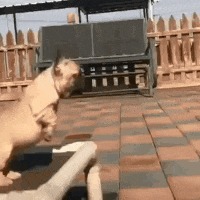 |GIF搞笑趣图:这就是俗话说进去容易出来难!保大还是保小?