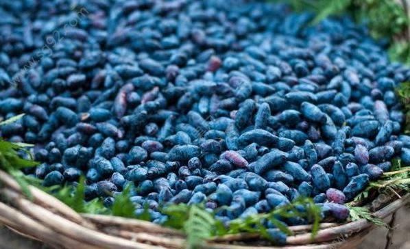 农民|过去农民用它酿酒,如今用来榨汁,人称“饮料之王”,5元一杯