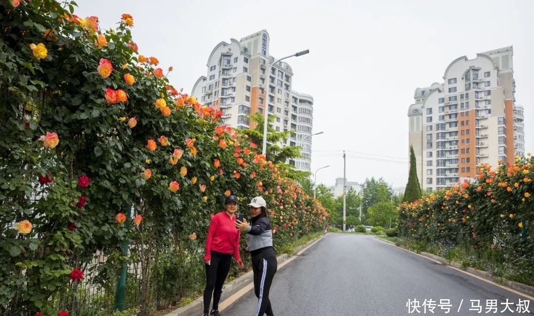 草桥|彩虹花带绽放丰台花乡草桥