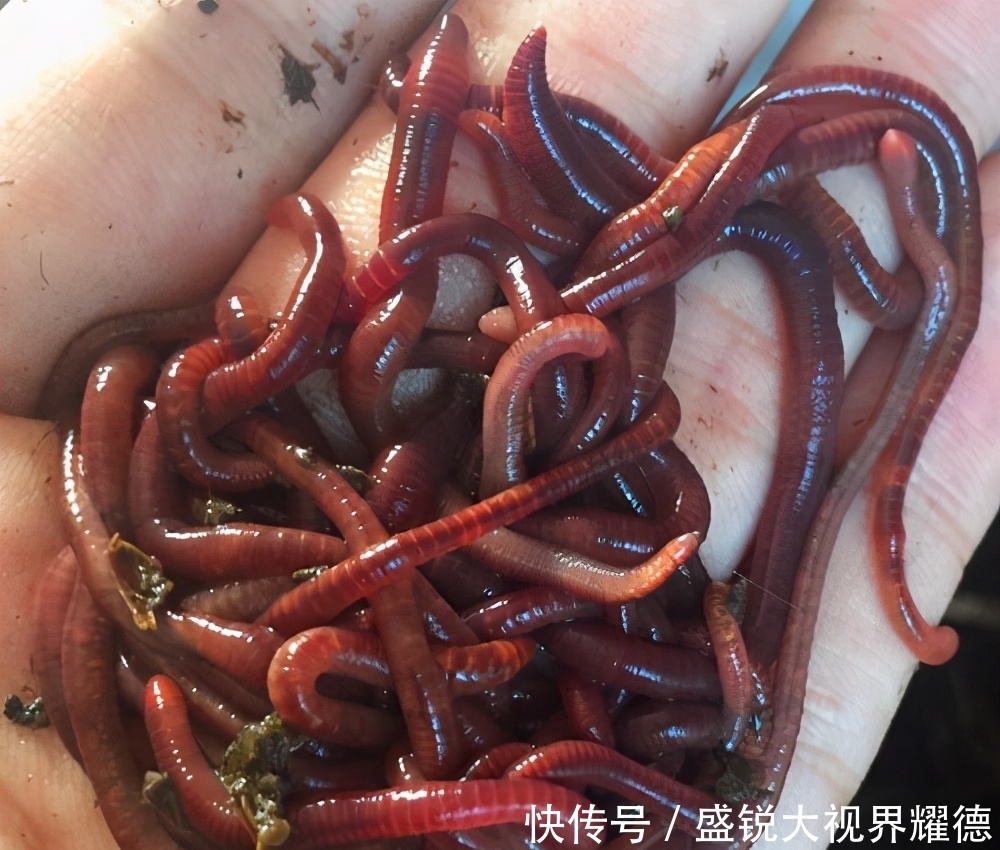 蚯蚓挂法优劣对比,根据鱼情做最优选择,渔获显著提升