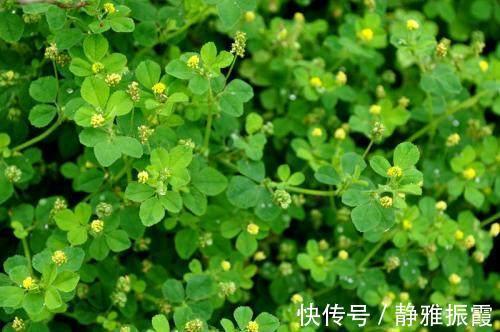 豌豆|农村路边常见的中草药,功效强大,认识3种就很厉害