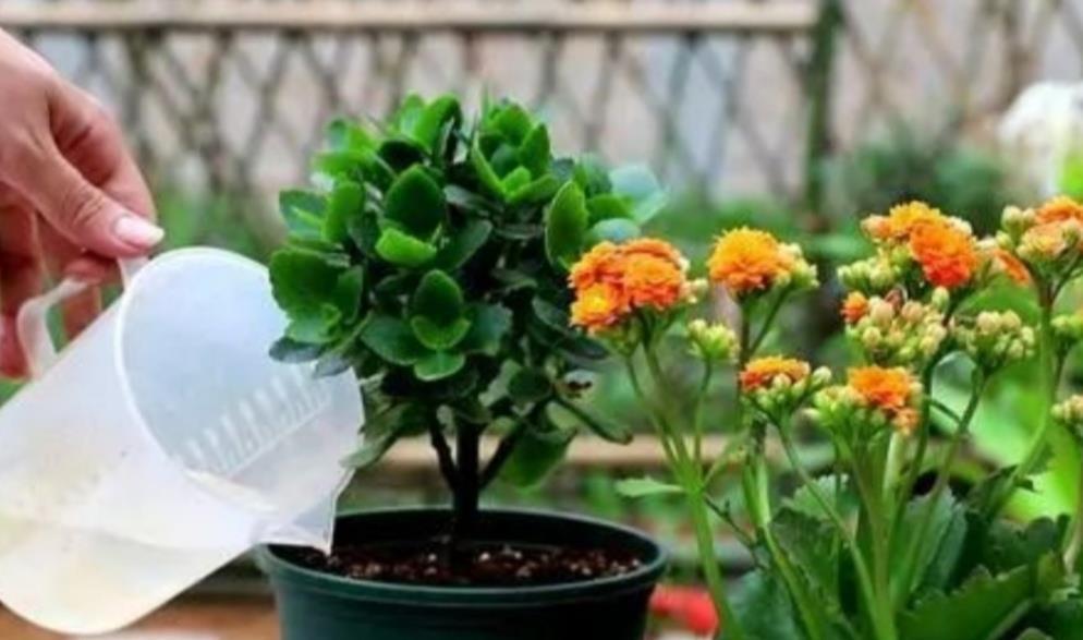 阳光|7月养8种花,最怕太阳晒,远离阳光,不然容易黄叶枯萎