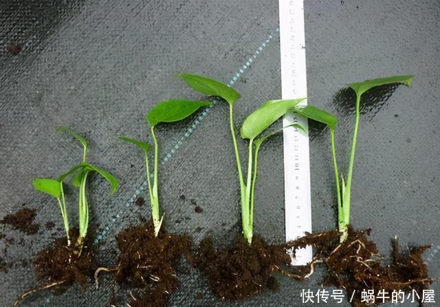 龟背竹的扦插方法都在这里,两个月就能生根