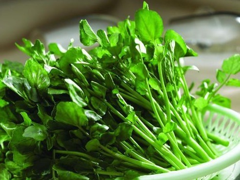 野菜|农村常见的3种野菜,女人多吃能清热解毒、凉血止血、祛湿降压