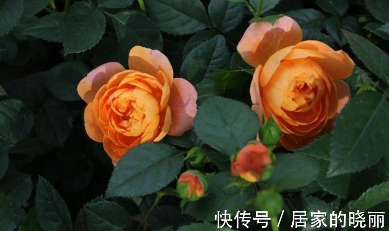 盆栽|此款微型月季四季开,1次维持1个月,是开花机器里的“劳模”