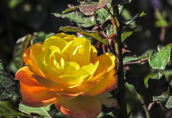 月季这样种,想不开花都难,四季开花开到爆盆