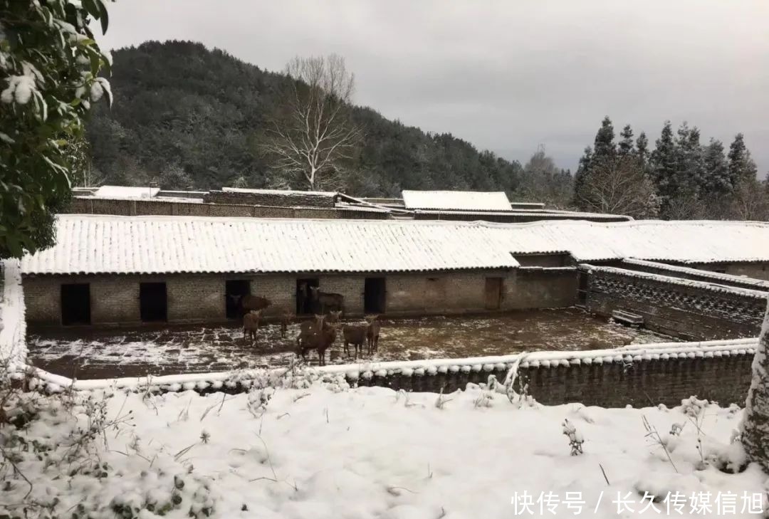 惊艳|惊艳！苍溪九龙山雪景美到cry！