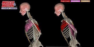 锻炼|男人如何练出大胸肌一组必练的动作，练出又窄又深的胸沟