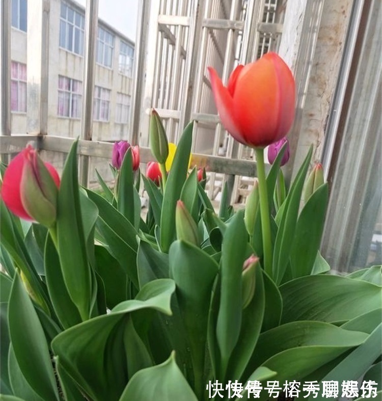 生物碱|四种不宜养在室内的花,长得好看,却带毒,尽量别养在室内