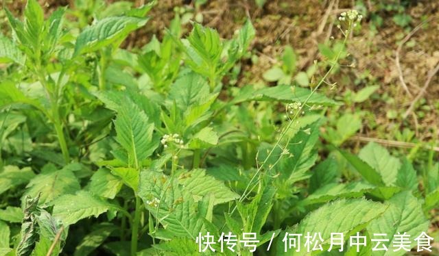茼蒿菜|乡下有1种味道怪异的野菜,曾是革命时期的救军粮,你吃过吗!