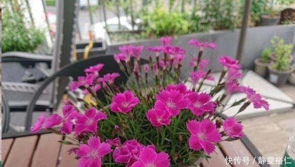 这花一年可开花300天,盆栽或庭院花坛均可种植,耐热又耐寒