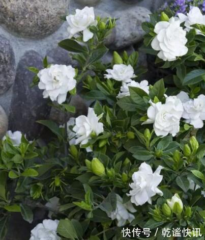 养栀子花，几个“小技巧”，三年养成树，开花满枝，芳香又美丽！