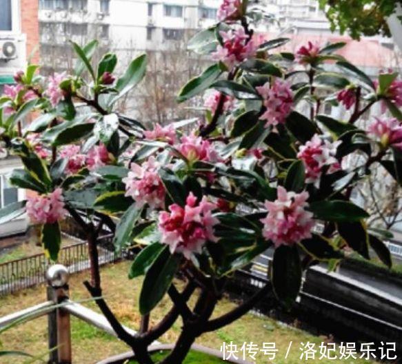 家养4种花,不仅名字好听,花也漂亮,姿态优美,韵味十足