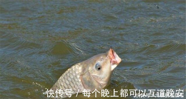 饵料|这东西常人难以接受,却是很不错的钓鱼饵料,钓鲫鱼鲤鱼效果绝佳