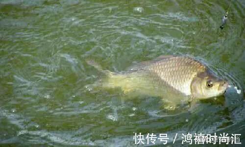 钓鱼人老实好欺负？53位钓友联合报警，黑坑老板将获刑3至10年