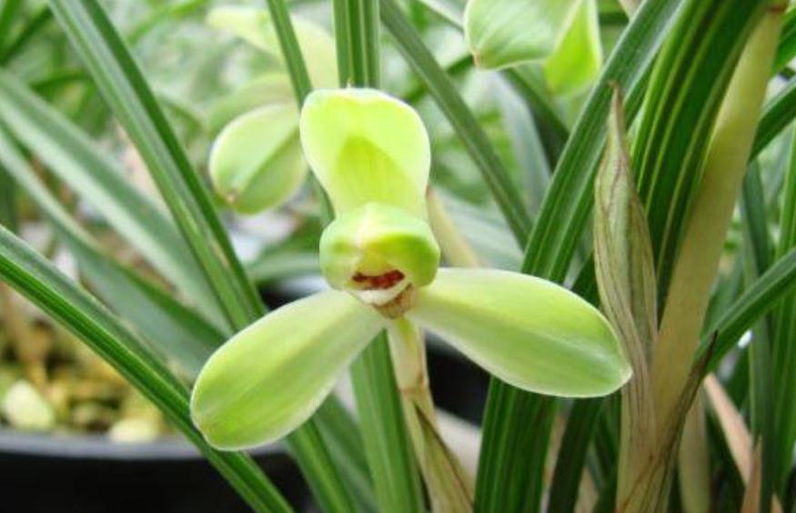 我国兰花品种大全及种植要点