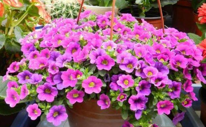 4种漂亮花,好打理易爆盆,一入4月变成“开花机器”,花朵艳丽