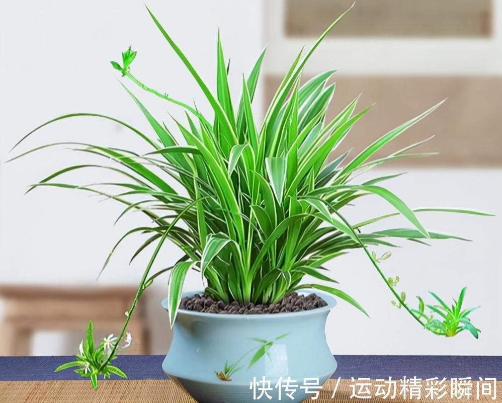 天冷需要多晒的“8种花”,有些还要“断粮少水”,不然熬不过冬