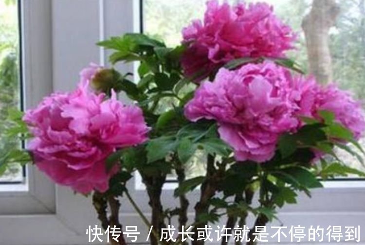 4种花自带财运，耐寒易打理，花美色艳，花儿轻松开爆盆
