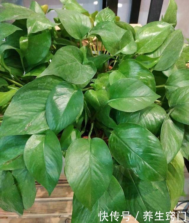 绿萝喂口它,像是吃了激素,蹭蹭长叶子,摁都摁不住!