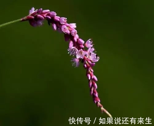 红蓼花!成束之美!难得一见!