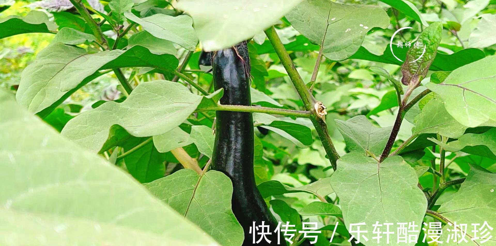 “秋败茄子似毒药，秋败丝瓜胜良药”啥意思秋天的茄子不能吃吗