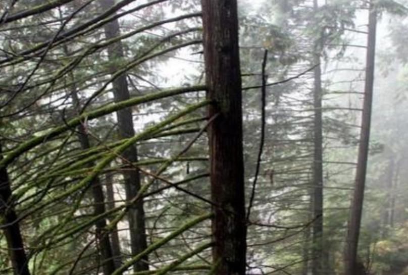 世界上超高的5棵树:每棵都堪比“摩天大厦”,我国这棵叫望天树