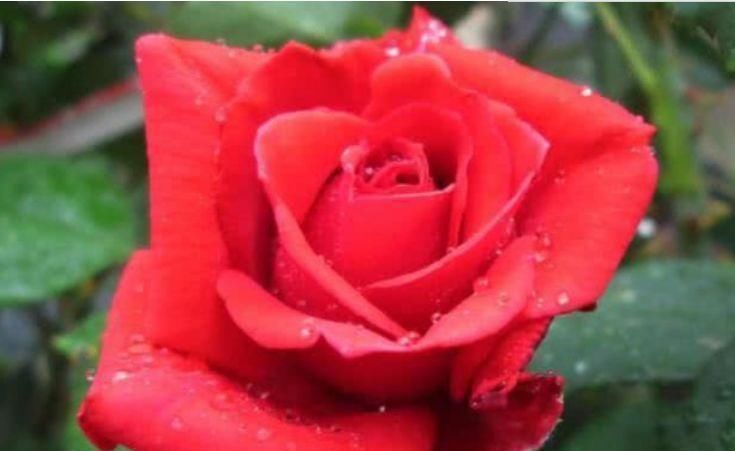 公认最美的3种花，谁见了都喜欢，好养又漂亮，烂漫迷人眼