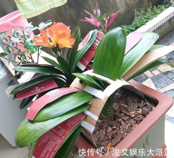 雌蕊|喜欢养花就扦插繁殖盆栽君子兰、矮牵牛,播种育苗十拿九稳