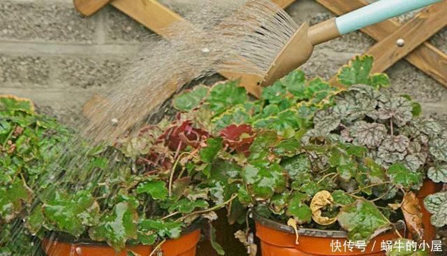 烂根|夏天养花，就怕乱浇水，越浇死得越快，酷夏浇花技巧，要记牢