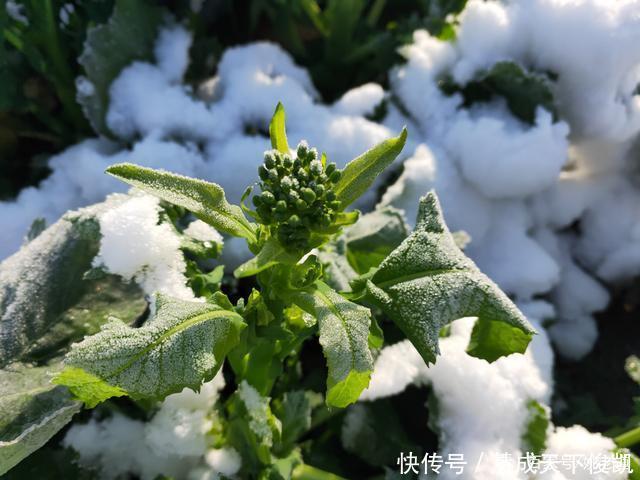  小时|冬季钓浅水，要求相对苛刻！然则条件一旦符合，可连竿上鱼两小时