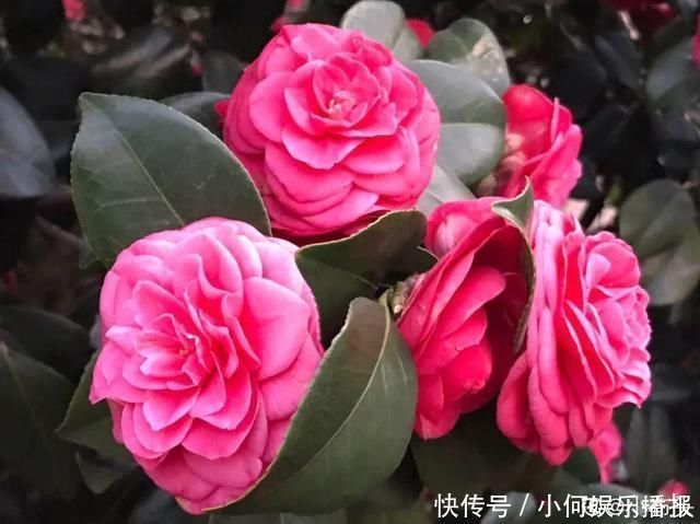 桂花|公认难养的20种花，养一盆死一盆，下次还敢买