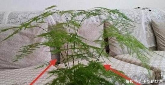 为什么有钱人家这几处都放植物?听完内行人的话,我也想回家放