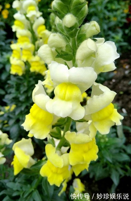 虞美人|秋天是养草花的季节,12种草花现在播种,俩月就能开花