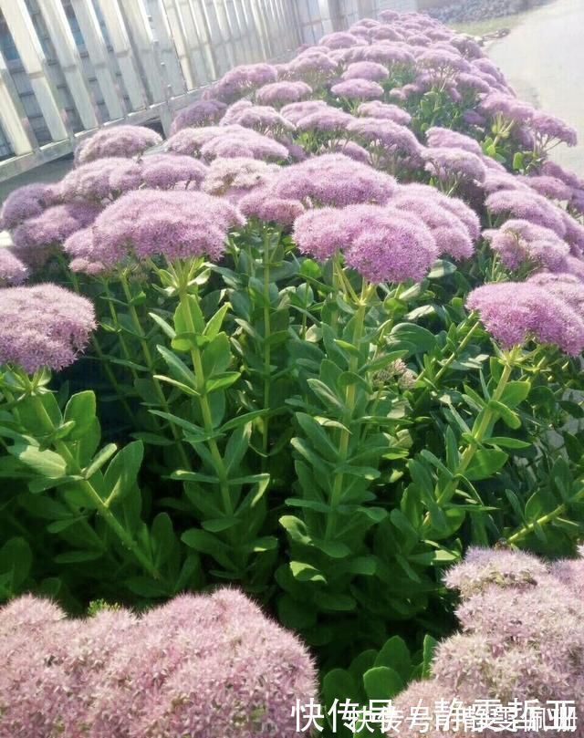 铜钱草|家庭养6种花“要当心”,容易出现“生物入侵”,天天起来要清理