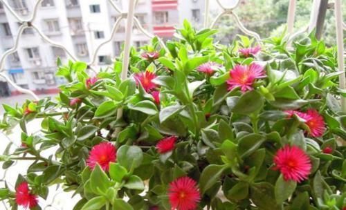 漂亮|美得出奇的4种花,花朵超漂亮,一年开花多次,养护容易